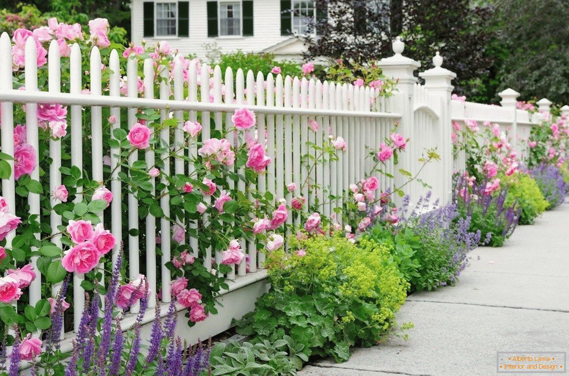 White fence with roses