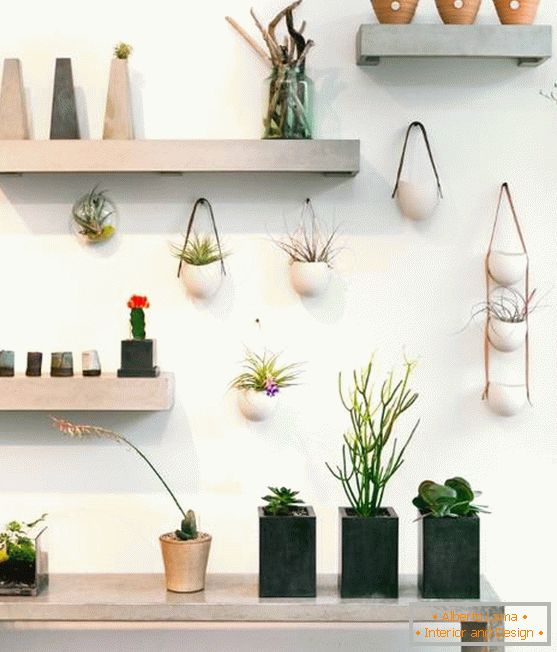 Shelves with indoor plants