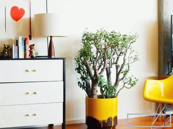 A large money tree in a stylish pot
