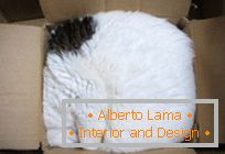 10 evidence that cats = liquid