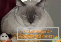 10 evidence that cats = liquid