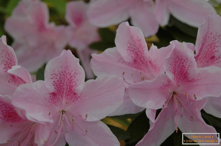 22 dangerous plants for domestic animals