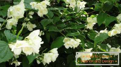 Healing plants: jasmine shrub