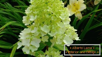 What is noticeable hydrangea paniculate (53 photos)