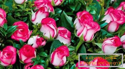 What is bush roses