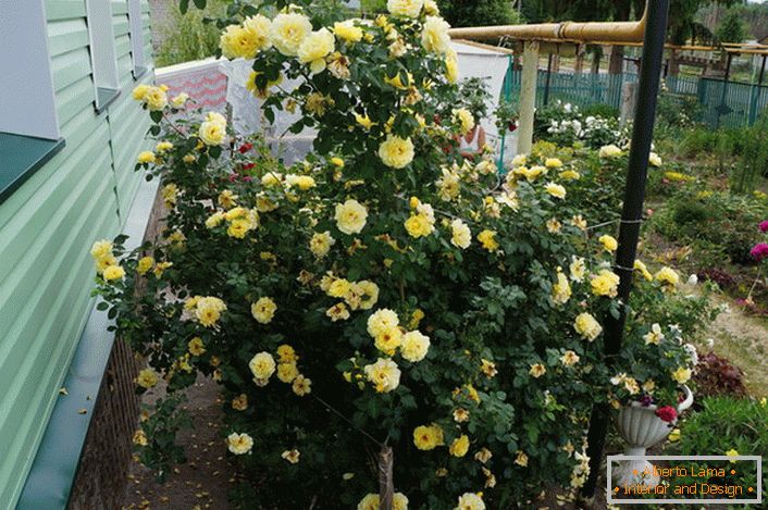 What is bush roses