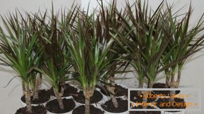 The tree of happiness was called the dracaena bordered by
