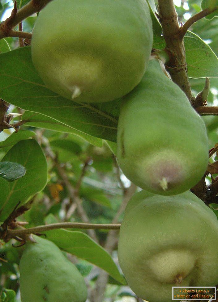 Ficus: proper home care