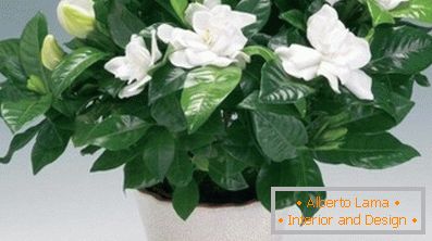 Gardenia jasmine: specificity of care at home