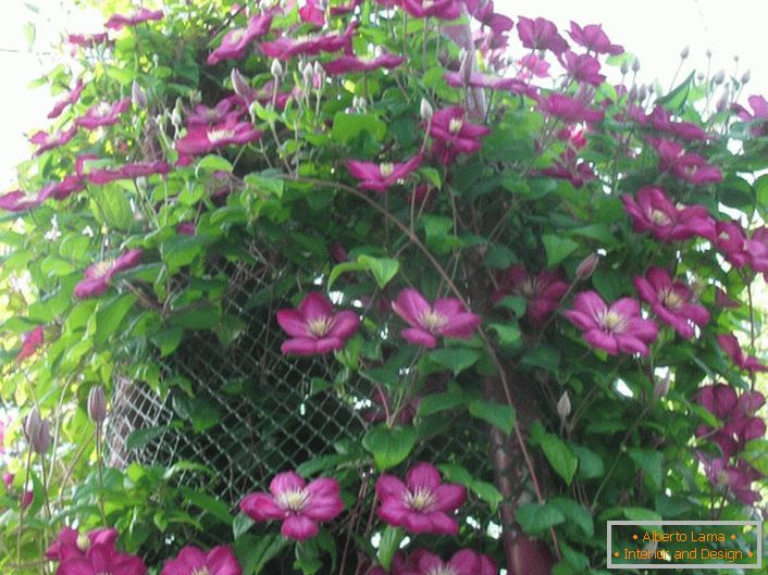 How and what to put clematis: varieties for moscow region