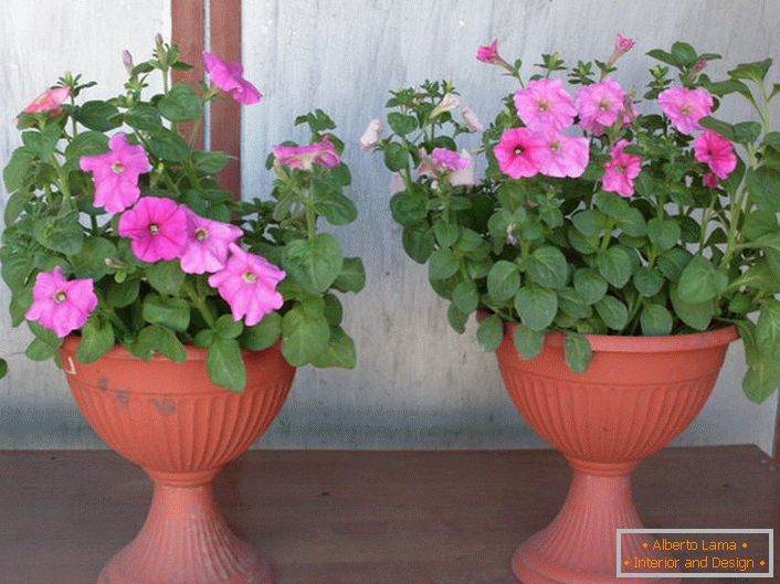 How can you collect the seeds of petunia at home (65 pics)