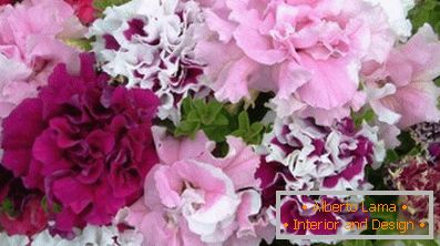 How can you collect the seeds of petunia at home (65 pics)