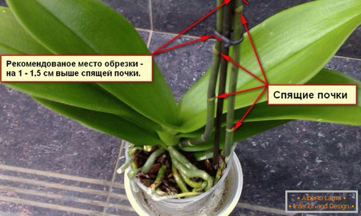 How to propagate orchid properly and take care of it