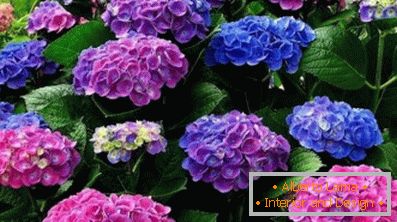 How to care for a hydrangea of a tree (46 pics)