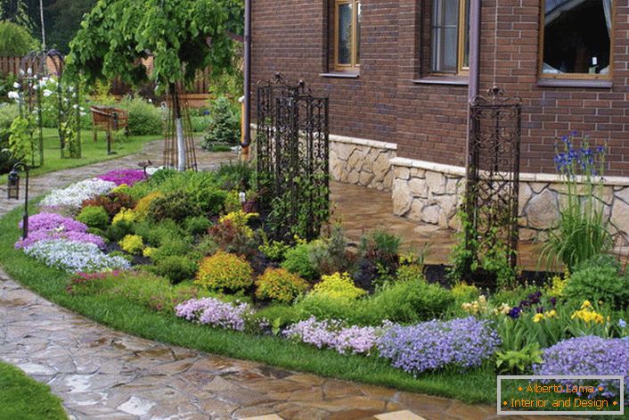 How to care for a subaloid phlox