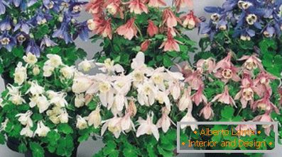 How to grow aquilegia: planting and care (50 photos)