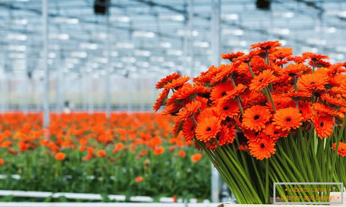 How to grow gerbera flowers (57 photos)