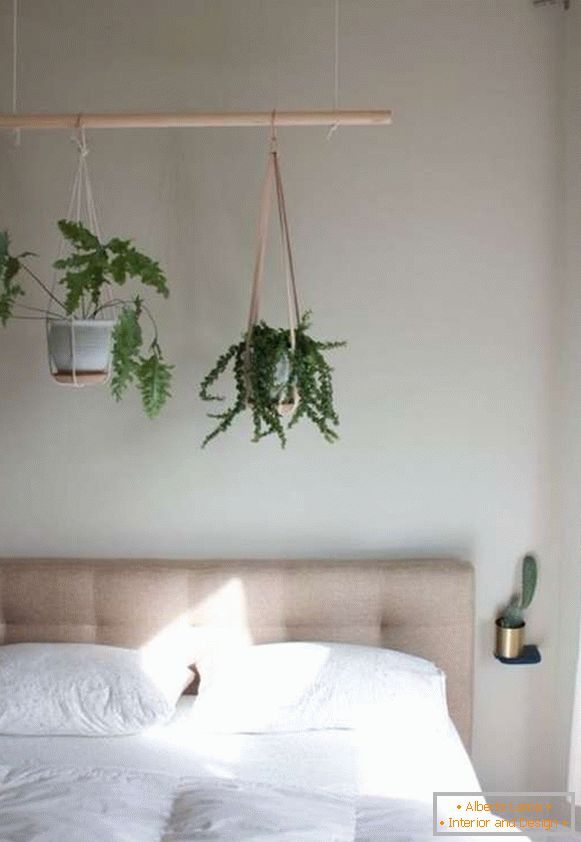 Indoor plants in the interior of the apartment - 65 photos
