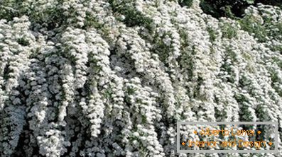 Beautiful vangut spire shrub