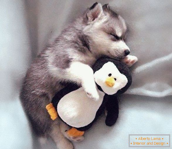Charming pets in an embrace with plush toys