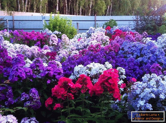 Features and methods of planting decorative shrubs (48
