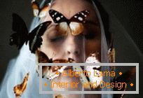 Poetry of butterflies - works of the french photographer