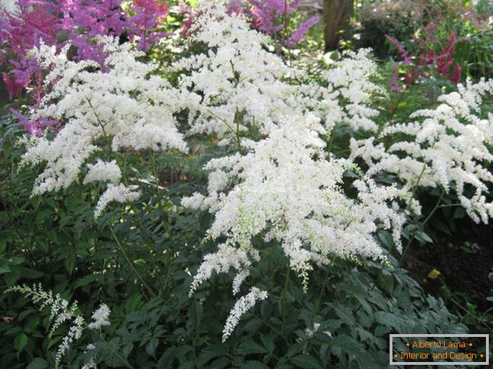 Planting, reproduction and care in the open ground of