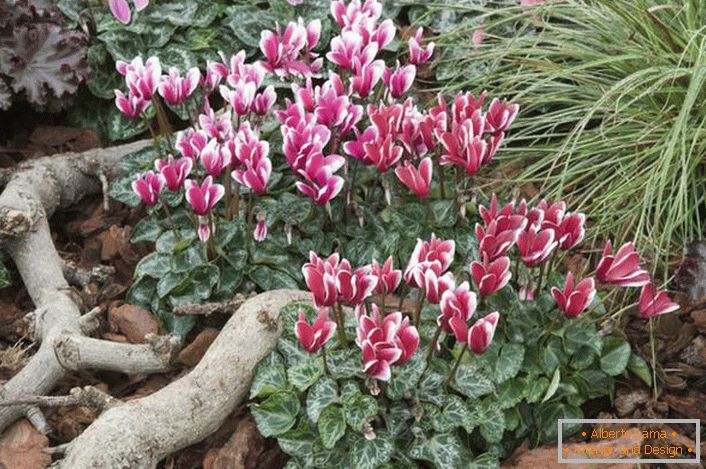 Proper care for cyclamens at home