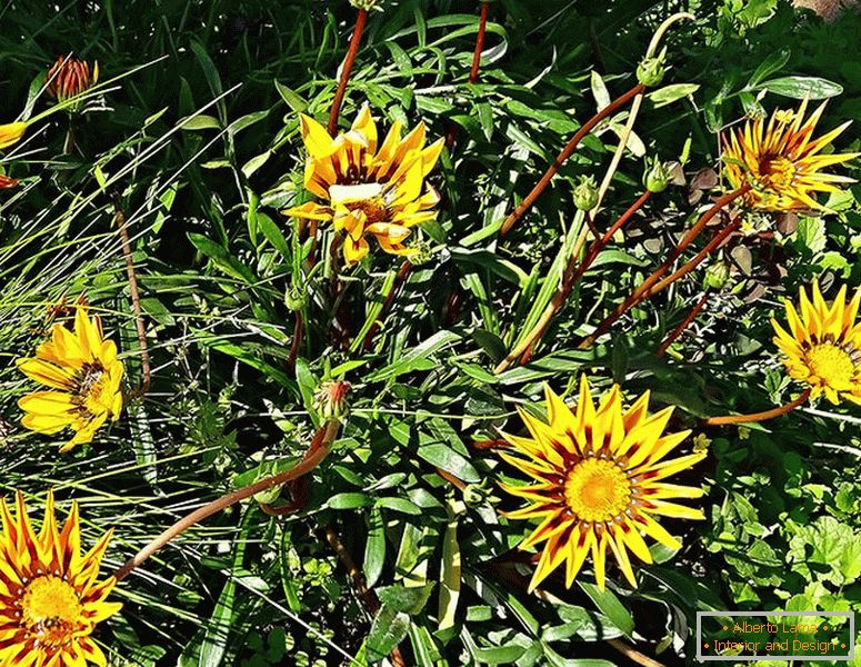 Plant katsaniya: annual or perennial