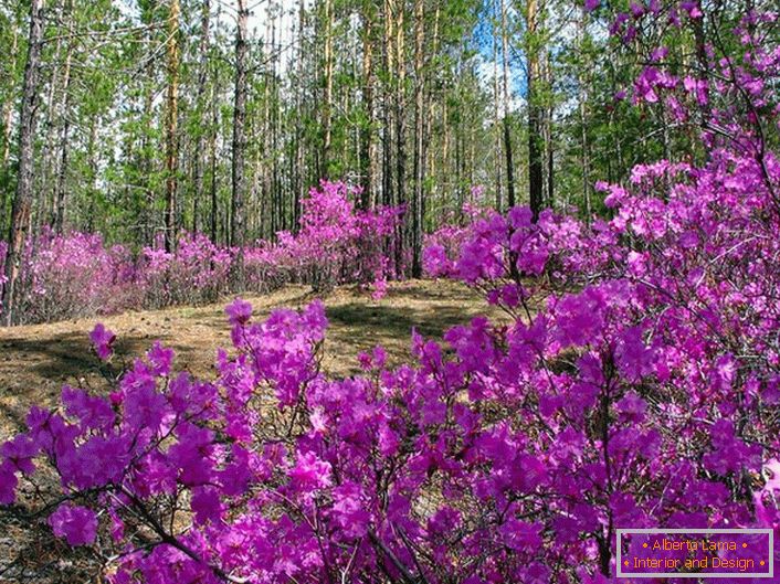 Rhododendron: correct fit and care