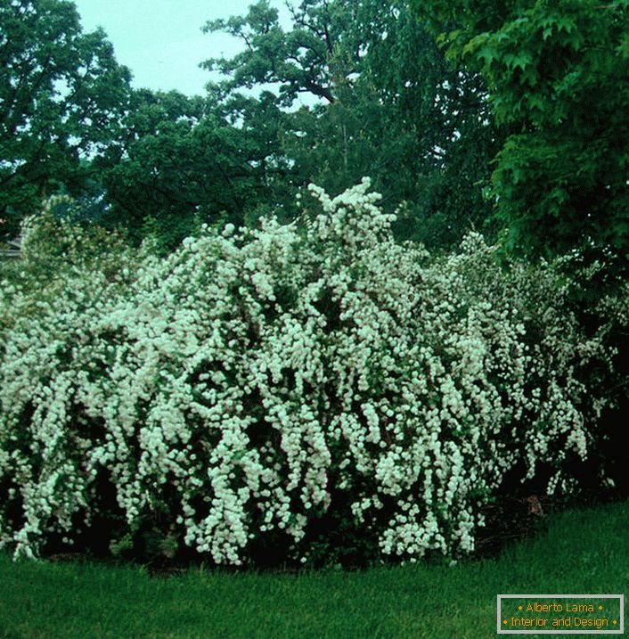 Spiraeus (tavolga) japanese: varieties, planting and care