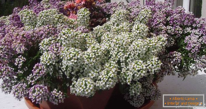 Subtlety of care and reproduction of the perennial alissum