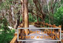 Unique myrtle forest in argentina
