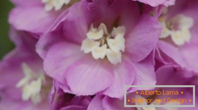 The highest king of the flowers delphinium: planting and