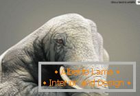 Impressive social advertising from wwf