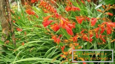 Japanese gladiolus, or montbretziya: landing and care in the
