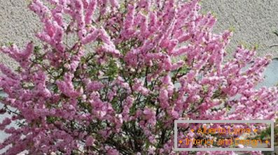 Fascinating almonds - decorative shrubs planting and care