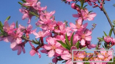 Fascinating almonds - decorative shrubs planting and care